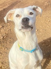 TORI, Hund, Mischlingshund in Spanien - Bild 63