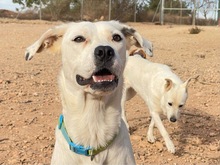 TORI, Hund, Mischlingshund in Spanien - Bild 65