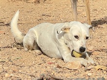 TORI, Hund, Mischlingshund in Spanien - Bild 66