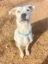 TORI, Hund, Mischlingshund in Spanien - Bild 67