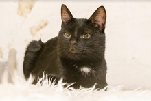 BUZZ, Katze, Europäisch Kurzhaar in Bulgarien - Bild 1