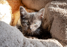 BUZZ, Katze, Europäisch Kurzhaar in Bulgarien - Bild 10