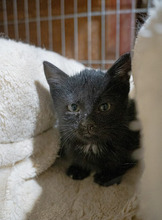 BUZZ, Katze, Europäisch Kurzhaar in Bulgarien - Bild 11