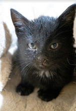 BUZZ, Katze, Europäisch Kurzhaar in Bulgarien - Bild 12