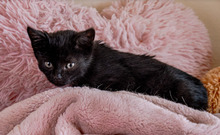 BUZZ, Katze, Europäisch Kurzhaar in Bulgarien - Bild 8