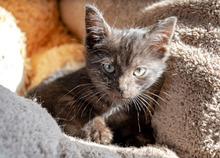 BUZZ, Katze, Europäisch Kurzhaar in Bulgarien - Bild 9