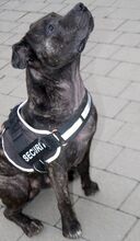 TYSON, Hund, Staffordshire Bull Terrier in Heilbronn - Bild 3