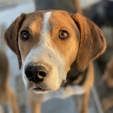 MARIECHEN, Hund, Mischlingshund in Griechenland - Bild 1