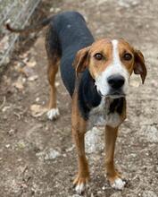 MARIECHEN, Hund, Mischlingshund in Griechenland - Bild 10