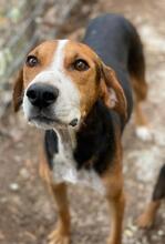 MARIECHEN, Hund, Mischlingshund in Griechenland - Bild 12