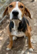 MARIECHEN, Hund, Mischlingshund in Griechenland - Bild 6