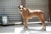KIANA, Hund, Mischlingshund in Duisburg - Bild 1