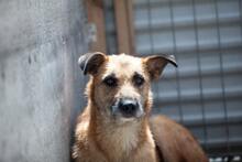 KIANA, Hund, Mischlingshund in Duisburg - Bild 2