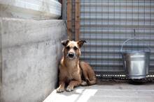 KIANA, Hund, Mischlingshund in Duisburg - Bild 4