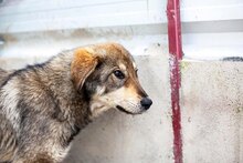 AYOKA, Hund, Mischlingshund in Rumänien - Bild 1