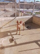 TROUBLE, Hund, Pharaonenhund in Malta - Bild 1