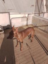 TROUBLE, Hund, Pharaonenhund in Malta - Bild 2