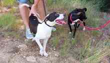 CLEO, Hund, Mischlingshund in Spanien - Bild 13