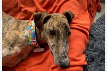 JUPITER, Hund, Galgo Español-Mix in Oedheim - Bild 1