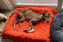 JUPITER, Hund, Galgo Español-Mix in Oedheim - Bild 13