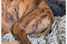 JUPITER, Hund, Galgo Español-Mix in Oedheim - Bild 16