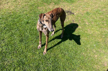 JUPITER, Hund, Galgo Español-Mix in Oedheim - Bild 17