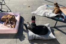 JUPITER, Hund, Galgo Español-Mix in Oedheim - Bild 19
