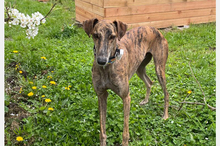 JUPITER, Hund, Galgo Español-Mix in Oedheim - Bild 2