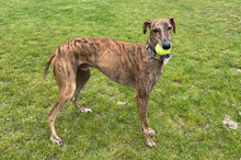 JUPITER, Hund, Galgo Español-Mix in Oedheim - Bild 20