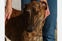JUPITER, Hund, Galgo Español-Mix in Oedheim - Bild 4