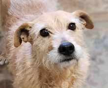 SHARGI, Hund, Mischlingshund in Sparneck - Bild 1