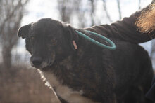 STRACCIATELLO, Hund, Mischlingshund in Bulgarien - Bild 2