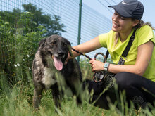 STRACCIATELLO, Hund, Mischlingshund in Bulgarien - Bild 4