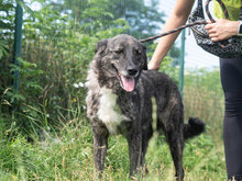 STRACCIATELLO, Hund, Mischlingshund in Bulgarien - Bild 8