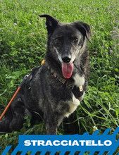 STRACCIATELLO, Hund, Mischlingshund in Saaldorf-Surheim
