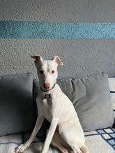NARA, Hund, Mischlingshund in Landau - Bild 1