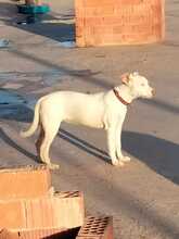 NARA, Hund, Mischlingshund in Landau - Bild 13