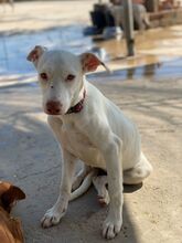 NARA, Hund, Mischlingshund in Landau - Bild 15