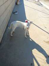 NARA, Hund, Mischlingshund in Landau - Bild 21