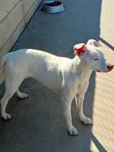 NARA, Hund, Mischlingshund in Landau - Bild 22