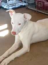 NARA, Hund, Mischlingshund in Landau - Bild 23