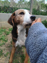 JESSI, Hund, Mischlingshund in Bulgarien - Bild 2