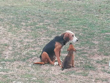JESSI, Hund, Mischlingshund in Bulgarien - Bild 3