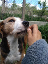 JESSI, Hund, Mischlingshund in Bulgarien - Bild 4