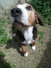 JESSI, Hund, Mischlingshund in Bulgarien - Bild 6