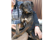 ABEL, Hund, Mischlingshund in Rumänien - Bild 7