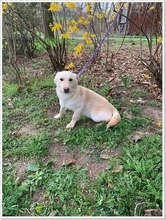 VICTOR, Hund, Mischlingshund in Slowakische Republik - Bild 16