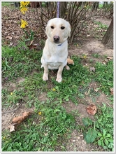 VICTOR, Hund, Mischlingshund in Slowakische Republik - Bild 17