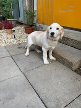 VILIAM, Hund, Mischlingshund in Slowakische Republik - Bild 1