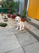VILIAM, Hund, Mischlingshund in Slowakische Republik - Bild 9